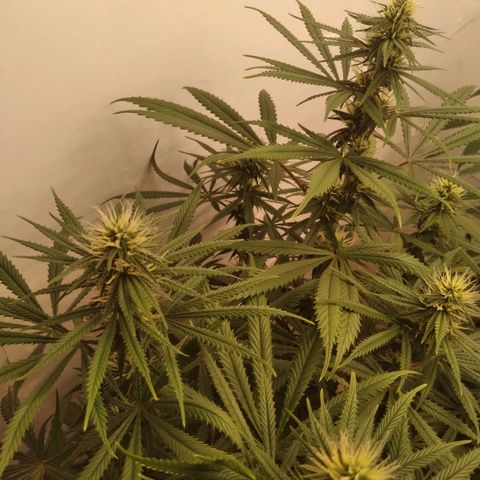 Colômbia kkau  growlog timeline photo