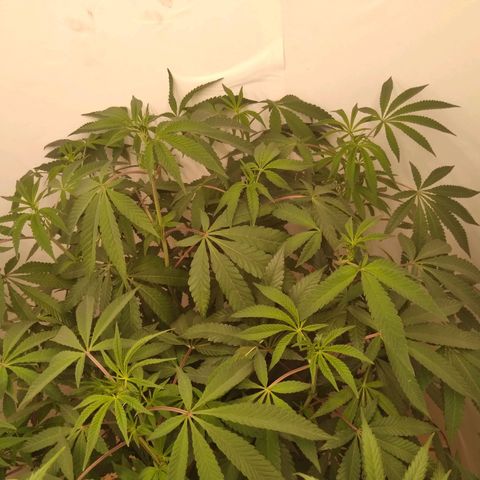Limonada de Manga growlog timeline photo