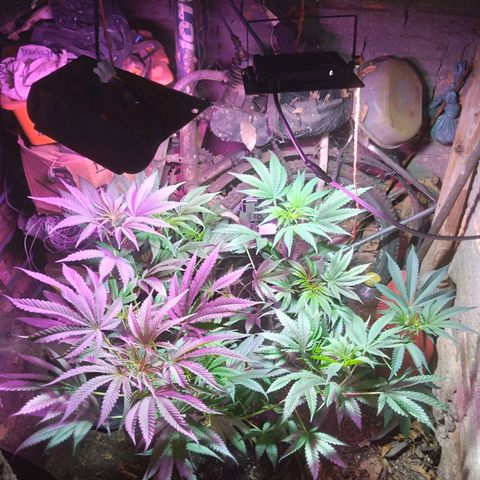 Milk-shake  growlog photo: 1 dia de transplante 