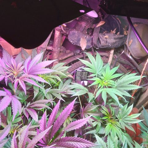 Milk-shake  growlog photo: 18 graus 
61% umidade 