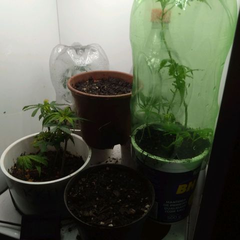 Colômbia kkau  growlog photo: Clones 
Kkua3
Limonada de mango 
Strawberry banana kush 
Milk-shake cookie 