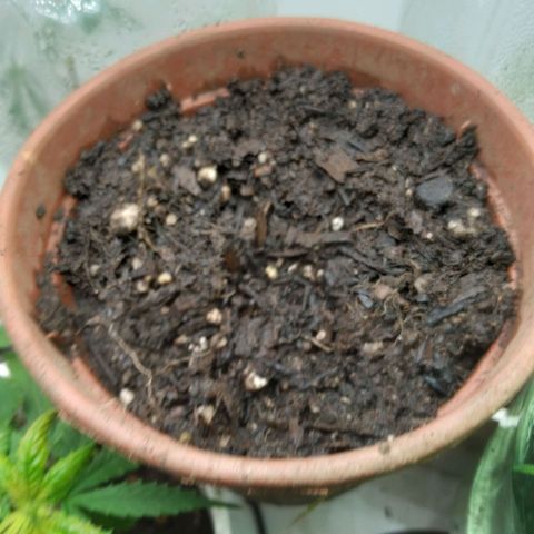 Strawberry banana kush  growlog photo: 2 germinou 