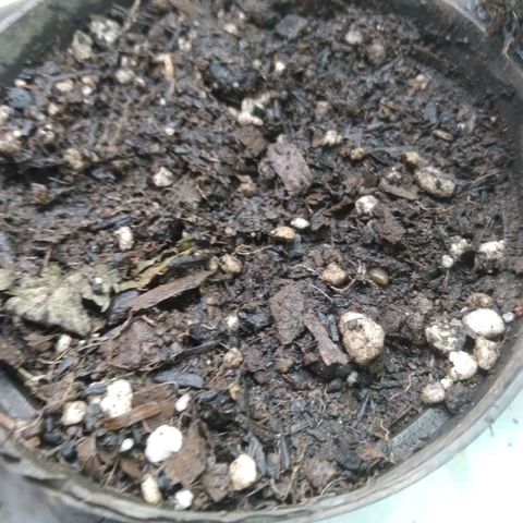 Strawberry banana kush  growlog photo: 2 germinou 