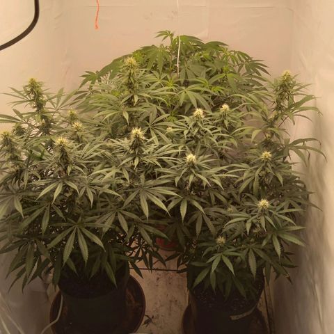 Colômbia kkau  growlog timeline photo