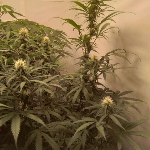 Colômbia kkau  growlog timeline photo