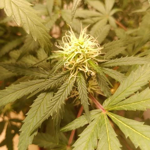 Colômbia kkau  growlog timeline photo