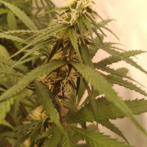 Colômbia kkau  growlog timeline photo