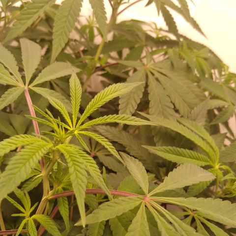 Limonada de Manga growlog timeline photo