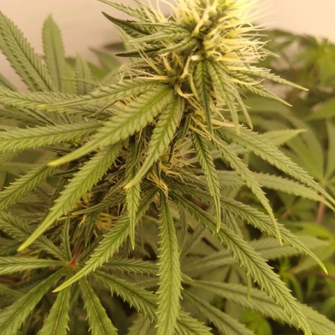 Colômbia kkau  growlog timeline photo