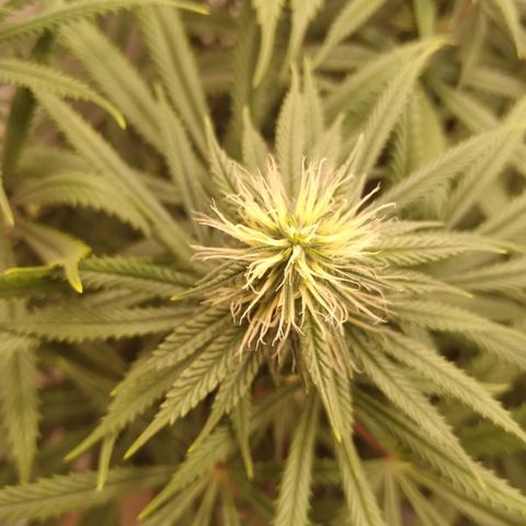 Colômbia kkau  growlog timeline photo