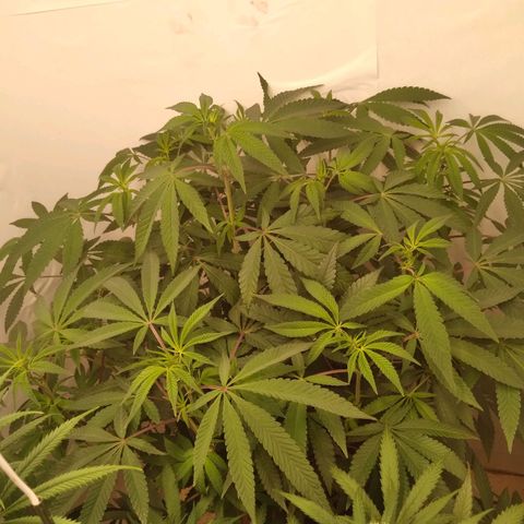 Limonada de Manga growlog timeline photo