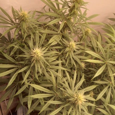 Colômbia kkau  growlog timeline photo