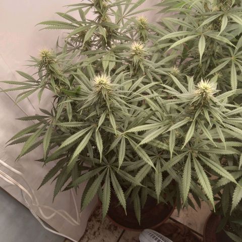 Colômbia kkau  growlog timeline photo