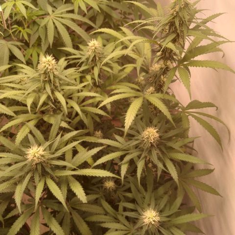 Colômbia kkau  growlog timeline photo