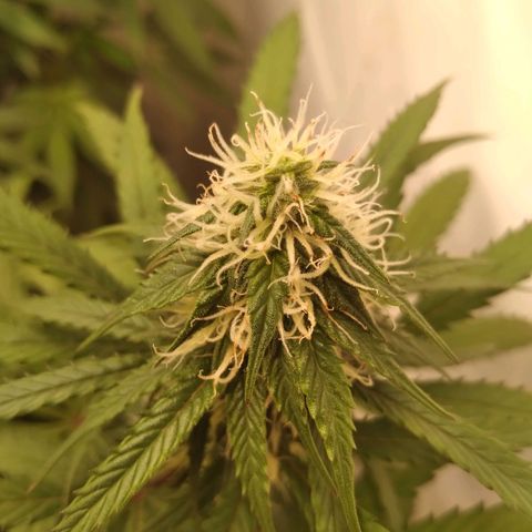 Colômbia kkau  growlog timeline photo