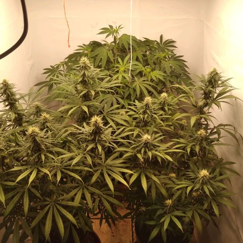 Colômbia kkau  growlog timeline photo