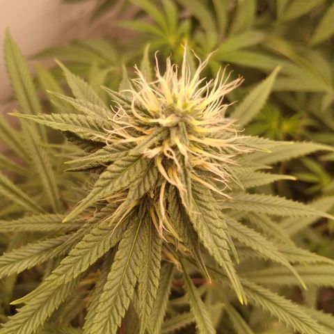 Colômbia kkau  growlog timeline photo