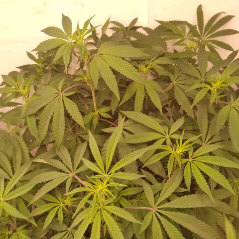 Colômbia kkau  growlog timeline photo