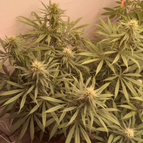 Colômbia kkau  growlog timeline photo