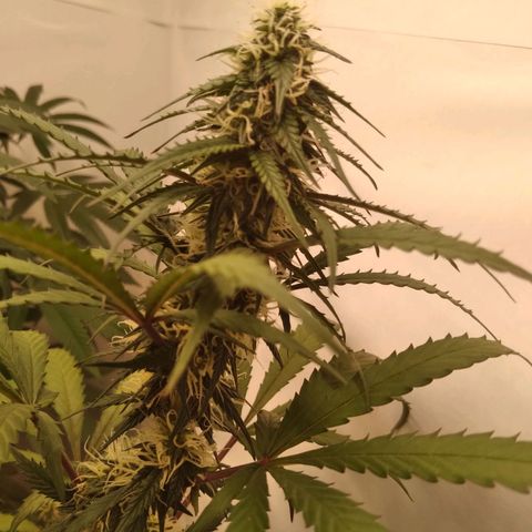 Colômbia kkau  growlog timeline photo