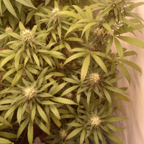 Colômbia kkau  growlog photo: Kkau3 amarelo bastante as folhas acho que muita agua 