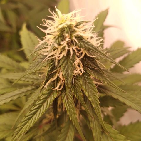 Colômbia kkau  growlog timeline photo