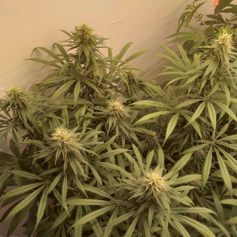 Colômbia kkau  growlog photo: Começou amarelar folhas Strawberry 