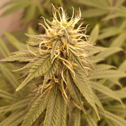 Colômbia kkau  growlog photo: Começou amarelar folhas Strawberry 