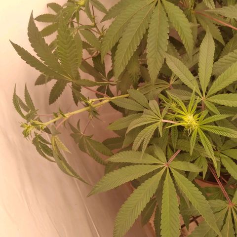 Limonada de Manga growlog timeline photo