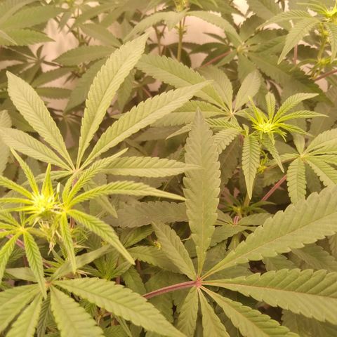 Limonada de Manga growlog timeline photo