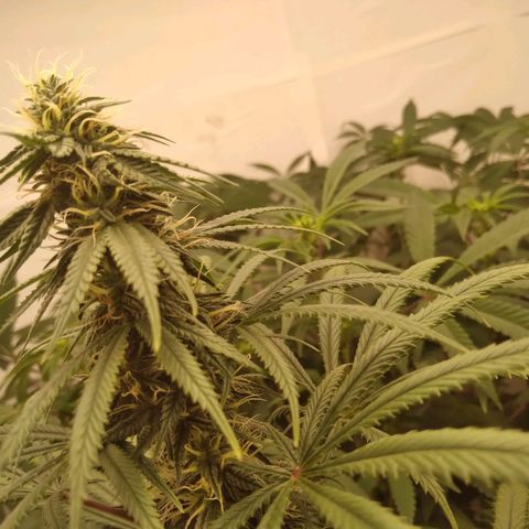 Colômbia kkau  growlog photo: Começou amarelar folhas Strawberry 