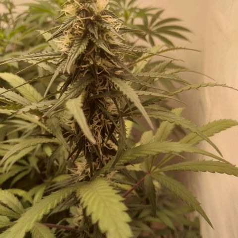 Colômbia kkau  growlog photo: Folhas amarela