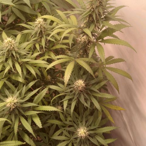 Colômbia kkau  growlog photo: Folhas amarela