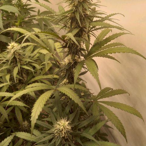 Colômbia kkau  growlog photo: Folhas amarela