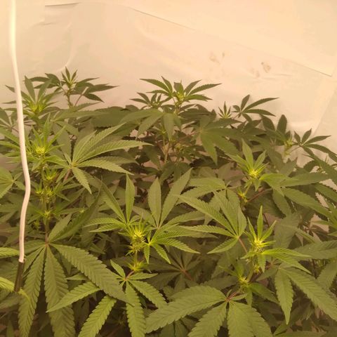 Limonada de Manga growlog timeline photo