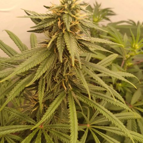 Colômbia kkau  growlog photo: Strawberry 