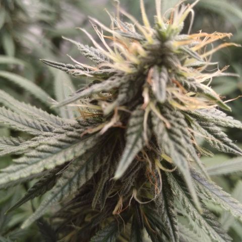 Colômbia kkau  growlog photo: Strawberry 