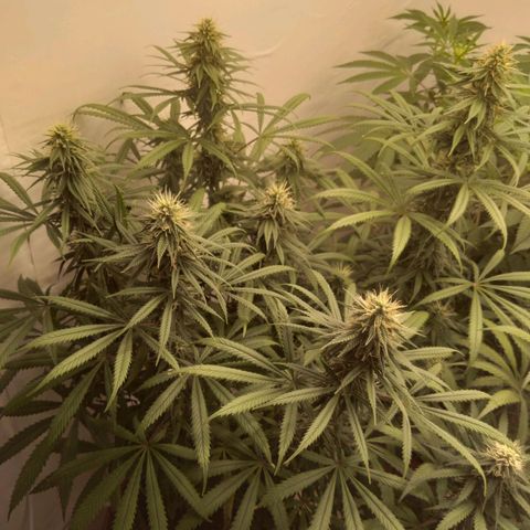 Colômbia kkau  growlog photo: Strawberry 