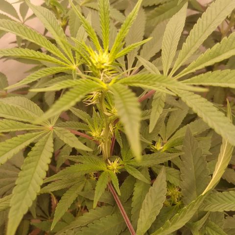 Limonada de Manga growlog timeline photo