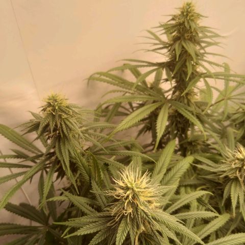 Colômbia kkau  growlog photo: Strawberry 