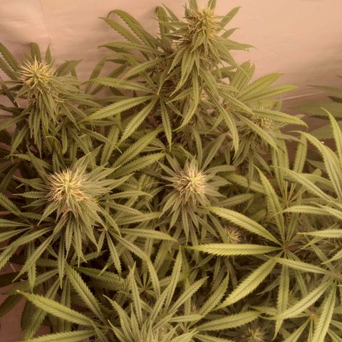 Colômbia kkau  growlog photo: Strawberry 