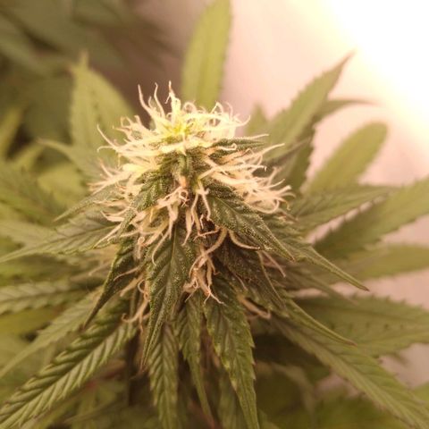 Colômbia kkau  growlog photo: Folhas amarela