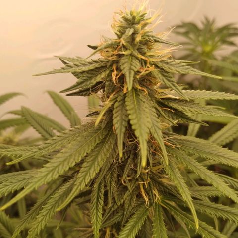 Colômbia kkau  growlog photo: Strawberry 