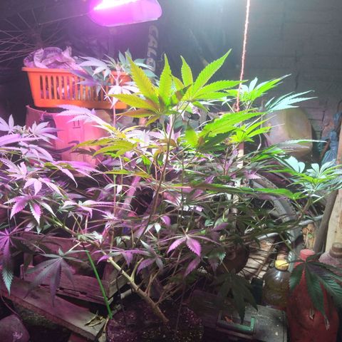 Milk-shake  growlog timeline photo