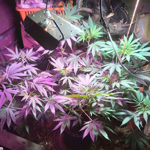 Milk-shake  growlog timeline photo