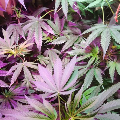 Milk-shake  growlog timeline photo