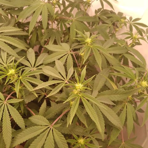 Limonada de Manga growlog photo: Folhas para baixo