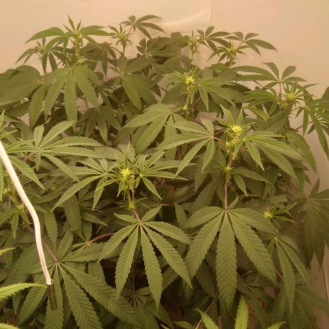 Limonada de Manga growlog photo: Folhas para baixo