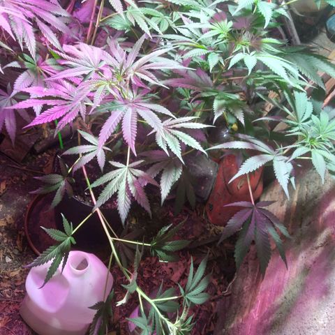 Milk-shake  growlog timeline photo