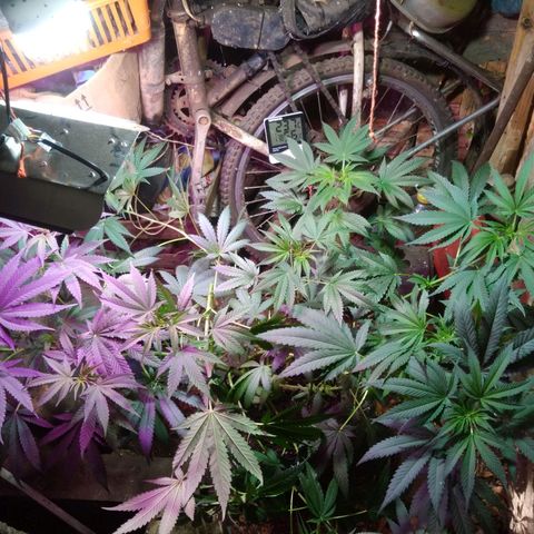 Milk-shake  growlog timeline photo